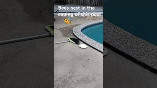 exterminating this bees nest in the coping reels shorts bees [upl. by Enileuqcaj]