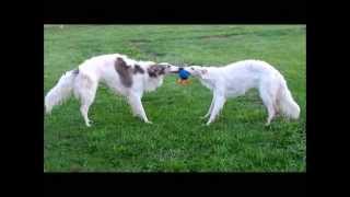 BORZOIS AT PLAY RUSSIAN WOLFHOUNDS [upl. by Nielsen]