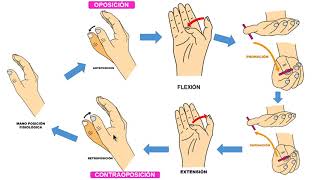 OPOSICION DEL PULGAR [upl. by Beichner]