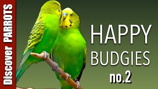 Happy Budgies 2  Budgerigar Sounds to Play for Your Parakeets  Discover PARROTS [upl. by Auvil]