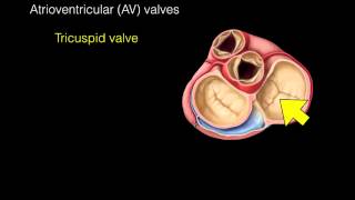 Heart Valves [upl. by Etnahsal949]