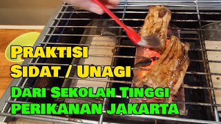 PRAKTISI SIDATUNAGI DARI SEKOLAH TINGGI PERIKANAN JAKARTA [upl. by Kcirttap816]