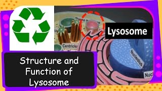 Science – What is Lysosome Its structure and functions – English [upl. by Ytitsahc]