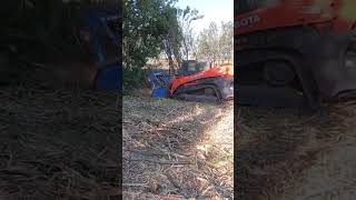 Mulching Caragana Creating Horse Pasture mulcher skidsteerattachments [upl. by Gage]