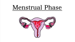 Menstrual Phase of the Menstrual Cycle  MCAT Biology [upl. by Fanechka55]