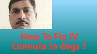 How to fix IV Cannula in dogs [upl. by Philemol929]