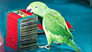 Parrot Picks Tarot Card Kili Josiyam in Madurai India [upl. by Lattimer]