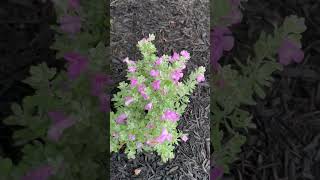 This plant knows when it’s going to rain barometer bush Texas sage is so beautiful [upl. by Friend148]