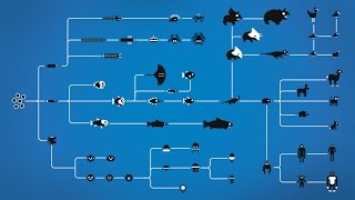 How Evolution works [upl. by Agostino386]