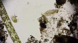 Pantoffeltierchen  Paramecium  Leben im Wassertropfen  microorganisms under microscope Full HD [upl. by Hodgson]