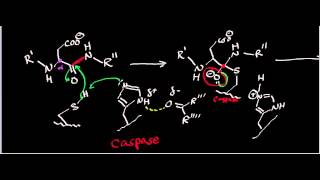 Biochemistry  Protease Mechanisms Part 23 [upl. by Emmy]