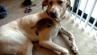 Prairie dog playing with lab [upl. by Leia]