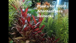 Plants For Profit Alternanthera Reineckii [upl. by Wolcott]