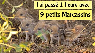 20 JAI PASSE 1 HEURE AVEC 9 PETITS MARCASSINS [upl. by Cavit50]