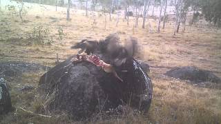 WedgeTailed Eagles feeding on carcass [upl. by Ailecra444]