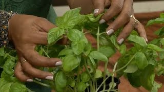 How to Care for a Basil Plant  Gardening Tips [upl. by Assyl]