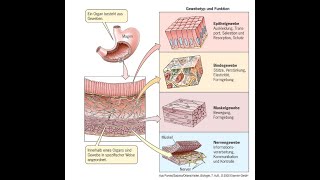 Zellverbindungen Histologie Vorlesung Zellbiologie Teil 16 [upl. by Sile331]