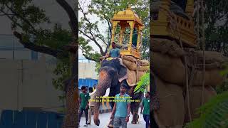 Mysuru Dasara 2024 Elephant talim Dhanajaya elephant carrying wooden howdah Ambari to Bannimantap [upl. by Rothwell]