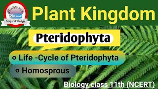 Pteridophyta part 2 Life cycle of Pteridophyta Homosprous ncertbiologypteridophytesneet [upl. by Rima]