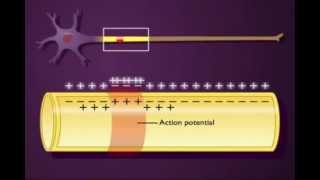 Trasmissione del potenziale dazione su unassone non mielinizzato [upl. by Itsym]