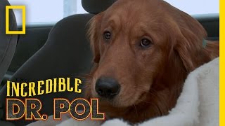 A Family’s Plea for Ozzy  The Incredible Dr Pol [upl. by Swanhilda]