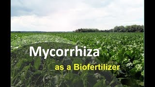 Mycorrhiza as a Bio Fertilizer Biofertilizer for the future Mycorrhizal Biofertilizer [upl. by Narcissus318]