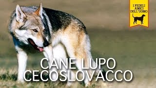 CANE LUPO CECOSLOVACCO trailer documentario [upl. by Rust751]