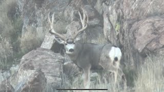 Antelope Island Mule Deer Nov 2023 [upl. by Akedijn]