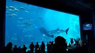 Two Whale Sharks Swim into Each Other at Georgia Aquarium [upl. by Nidroj495]