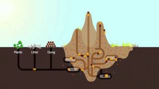 How Termites Enrich Ecosystems  HHMI BioInteractive Video [upl. by Ecylahs]