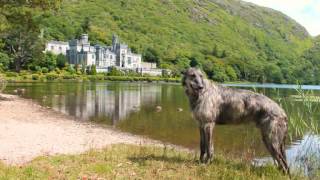 Obie the Scottish DeerhoundGreyhound [upl. by Huldah]