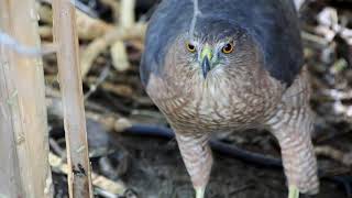 Coopers Hawk A Surreal Encounter [upl. by Sharpe165]