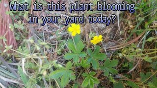 Cinquefoil Potentilla simplex historical use as food and medicine [upl. by Cornelle]