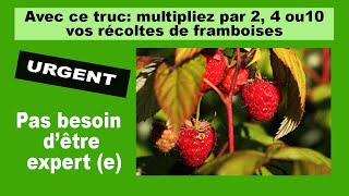 Framboisiers Doublez votre récolte de framboises avec cette taille [upl. by Eenot]