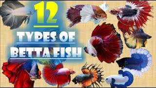 12 Types of Betta Fish [upl. by Klimesh]