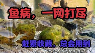 观赏鱼鱼病治疗和预防（1）：白点病、打粉病、水霉病、肠炎 [upl. by Pamella]