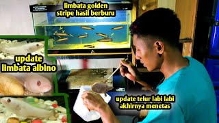 update limbata albino limbata golden stripe limbata misterius dan bayi labi labi baru netas [upl. by Von]