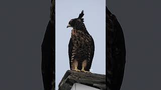 Crested Honey Buzzard fledgling Day 15 [upl. by Sollie]