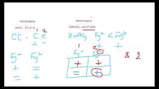 Homozygous and Heterozygous Explanation [upl. by Phina]