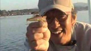 Zipbaits popper bream fishing ポツパー チヌ [upl. by Sac]