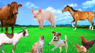 Familiar Animal Colors  Sheep Pig Cat Horse Goat Chicken  Animal World [upl. by Jehius]