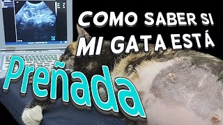 Como saber si mi gata esta embarazada [upl. by Notsgnik]