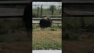 Musk ox fypシ゚viral animals [upl. by Ameerahs]