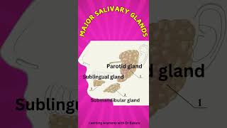 Major salivary glands anatomyexplained humanbody sciencefacts biology science [upl. by Melan]