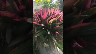 Beauty plants❤❤❤😱😱😱shortvideo garden naturegarden greengarden [upl. by Kristoffer]