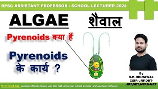 पायरेनॉइड क्या हैं l What is Pyrenoids l Pyrenoids in algae and bryophytes l Function of Pyrenoids [upl. by Malorie78]