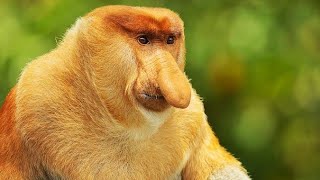 The Proboscis Monkey  Long Nosed Monkey Nasalis Larvatus [upl. by Odranar]