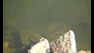 Water rat swimming at Lake Buffalo [upl. by Asyle]