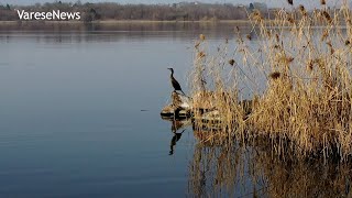 Alla scoperta di Cazzago Brabbia natura pescatori e artisti sul Lago di Varese [upl. by Einaeg]