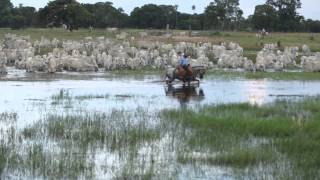 Filme  PANTANAL [upl. by Ydisac]